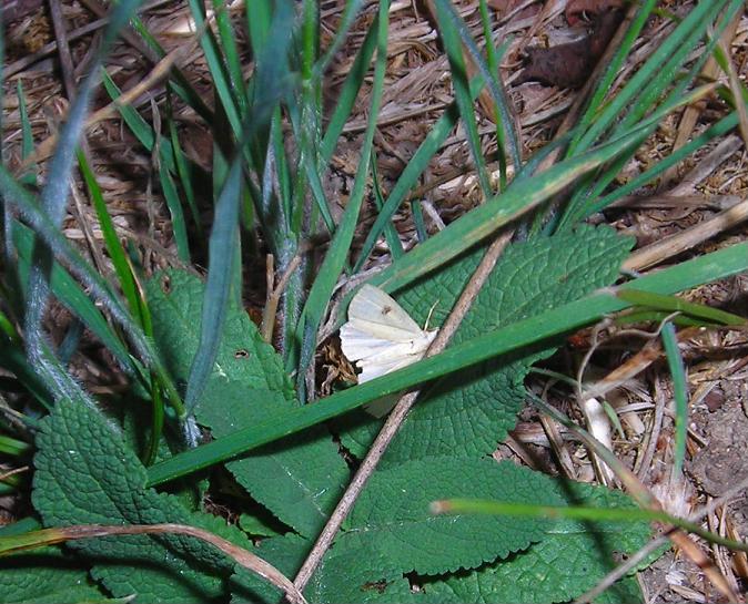 Falena da ID - Rivula sericealis